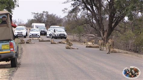 Spectacular New Lion Road Block Must Watch Till End Lots Of Idiots