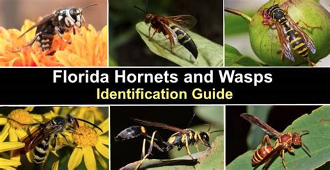 Types Of Florida Hornets And Wasps With Pictures Identification Guide