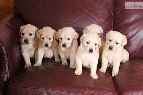 Find goldendoodle puppies for sale and dogs for adoption near you. Goldador puppy for sale near Winchester, Virginia ...