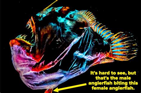 Certain Species Of Male Angler Fish Mate By Biting A Female Angler Fish
