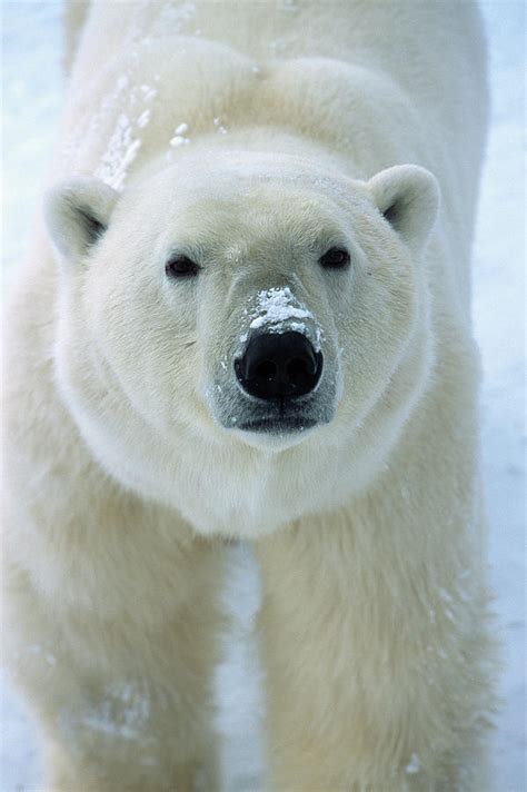 Polar Bear Ursus Maritimus Adult Male Photograph By Matthias Breiter