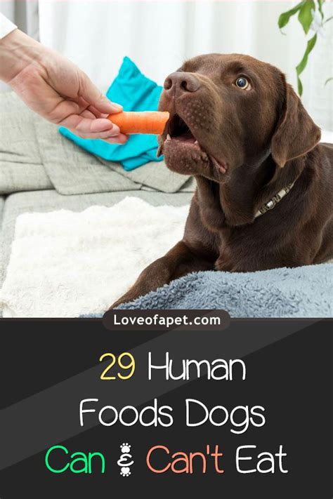As a general rule of thumb it is best to avoid feeding your dog human food anyways. 29 Human Foods Dogs Can and Can't Eat - Love Of A Pet ...