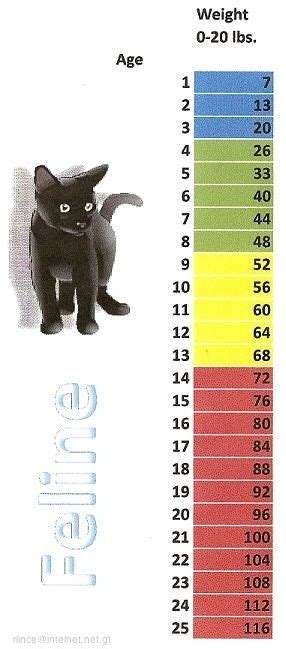 A cat's daily caloric needs are determined by age, sex, activity level & body condition. 29 best images about Pet Aging charts on Pinterest | Cats ...
