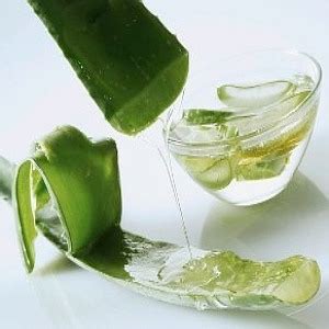 Aloe vera, sometimes referred to as the miracle plant, has many medicinal properties and can be used topically or taken internally in either its raw form or combined with smoothies. Medicinal benefits of miracle herb; Aloe Vera - Ayurveda ...