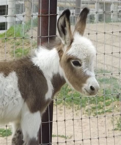 Mini Donkey Donkeys And Minis On Pinterest