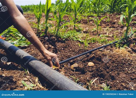 Farmer Are Installation Of Drip Irrigation System Used In Agriculture