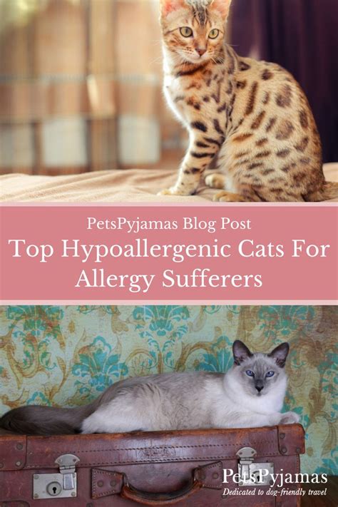 Top Hypoallergenic Cats For Allergy Sufferers Hypoallergenic Cats