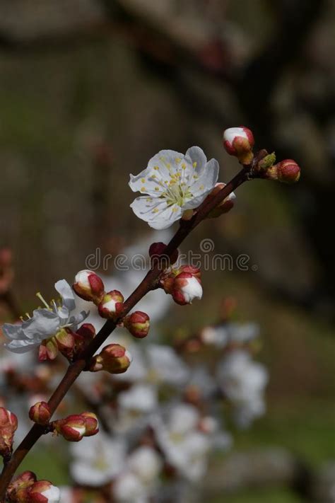 Small White Garden Flowers Stock Photo Image Of Growth