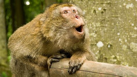 Maymunlar Neden Konuşamaz Gerçek Sebebi Nedir