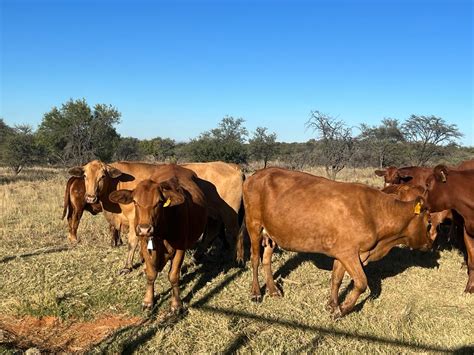 Brangus Cattle Farming At Firth Group South Africa