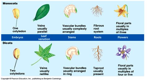 Monocot And Dicot Seeds Examples