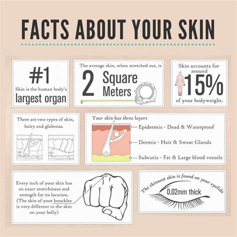 Skin Care Facts Nuevo Skincare