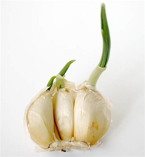 If using the refrigerator, store them in a zip plastic bag and put in the crisper to avoid unwanted smells. 10 Vegetables & Herbs You Can Eat Once and Regrow Forever ...