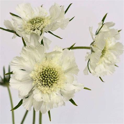 White Scabiosa Flower Diy Wedding Flowers Flower Moxie White