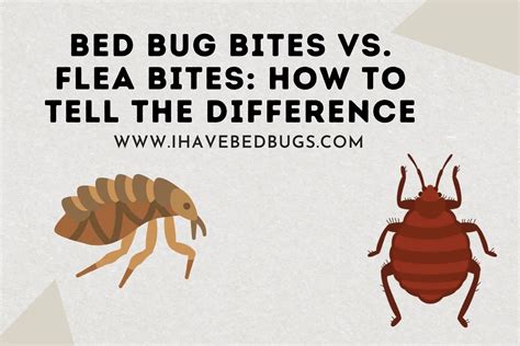 Bed Bug Bites Vs Flea Bites How To Tell The Difference