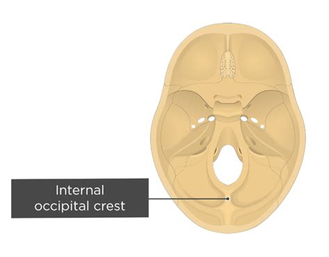 Occipital Bone Labeled Anatomy And Landmarks Getbodysmart