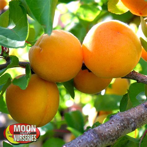 Best Stone Fruit Trees To Plant Now And Care Tips