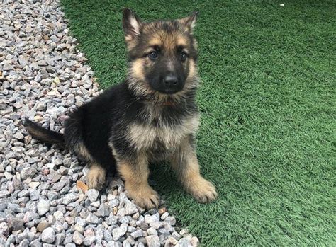 Awesome Pedigree German Shepherd Puppies In Royston