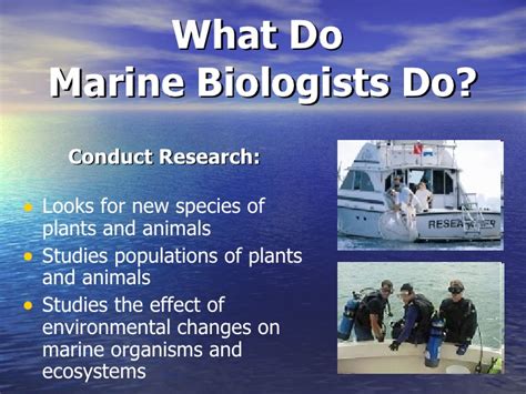 Marine Biologist Without Video Power Point