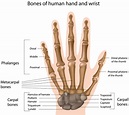 Hands and Musculoskeletal Conditions | MSK Australia