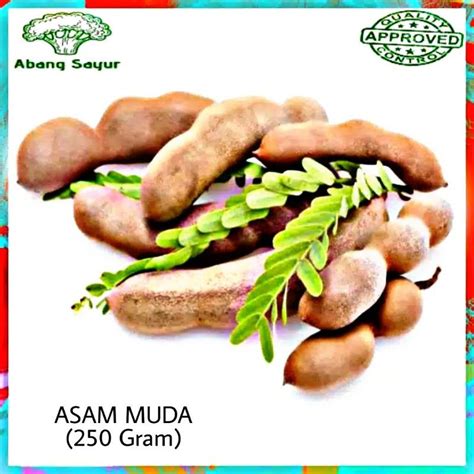 Jual Buah Asam Asem Jawa Muda Segar 250gr Indonesiashopee Indonesia