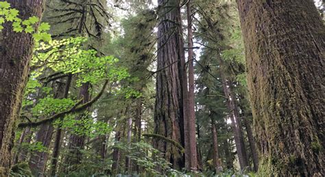 A Bold New Vision For Pnw Forests