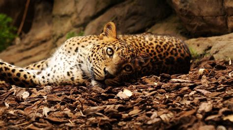 Download Wallpaper 1600x900 Jaguar Foliage Big Cat Spotted
