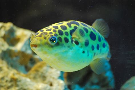 Green Spotted Puffer Photo And Wallpaper Cute Green Spotted Puffer