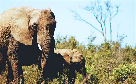 Wildlife Landscape Africa Animals Elephant Wallpapers