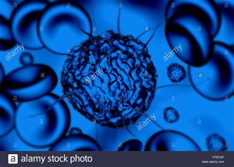 Eosinophil Granulocyte High Resolution Stock Photography And Images Alamy