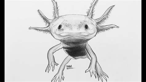 Drawing The Axolotl Youtube
