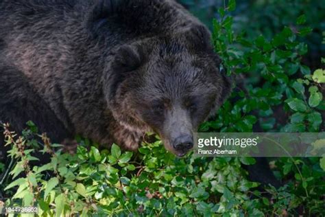 Brown Bear Italy Photos And Premium High Res Pictures Getty Images
