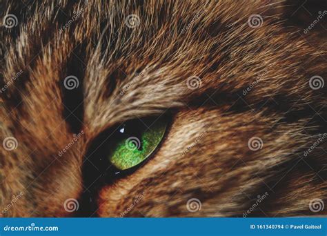 Have Motley Fluffy Cats Beautiful Green Eyes Stock Photo Image Of