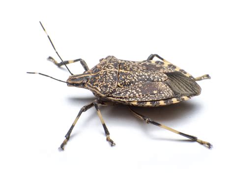 Stink Bugs In House Get Them Out War On Stink Bugs