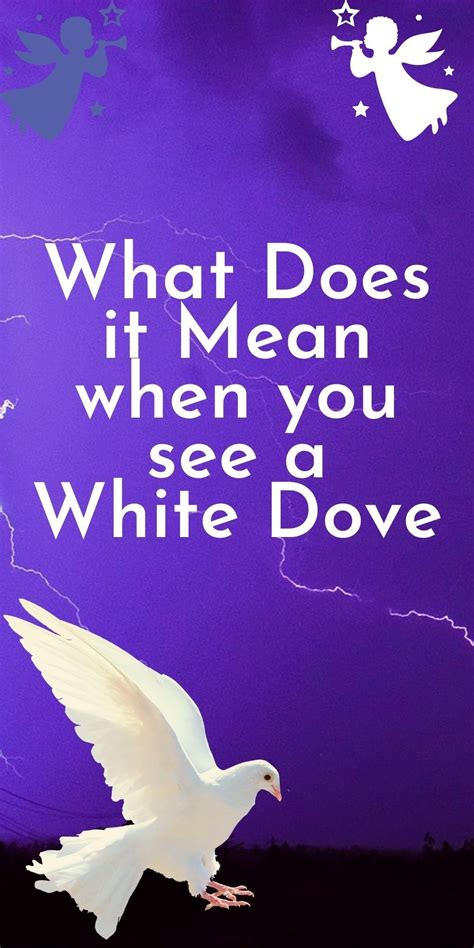 What Does It Mean When You See A White Dove Symbolism And Spiritual