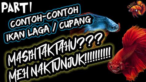 Posted on march 28, 2009 by luzna. Contoh Jenis Ikan Laga/Cupang (Part 1) | BETTA INFO - YouTube