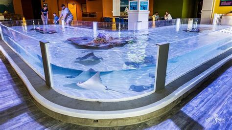 Commercial Aquarium Applications And Uses Titan Aquatic Exhibits