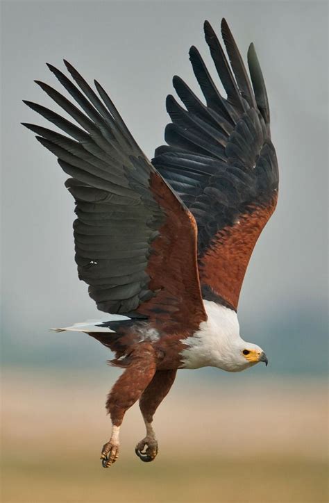 The African Fish Eagle Haliaeetus Vocifer Is A Large Species Of