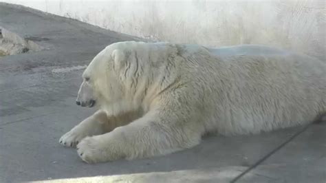 The Portrait Of Yoshi The Polar BearБелый медведь Ёши At Rostov On