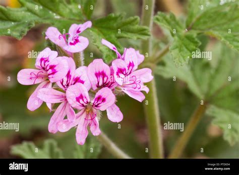Sweet Scented Geranium Pelargonium Graveolens Flowers Stock Photo Alamy