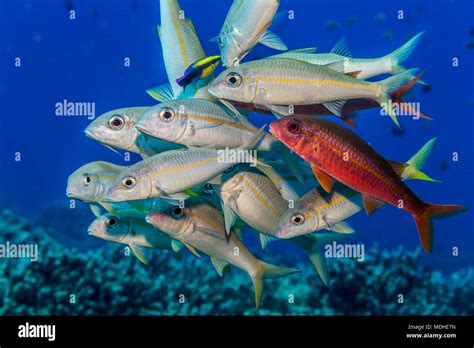 Yellowstripe And Yellowfin Goatfish Mulloidichthys Flavolineatus And