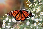 Mariposa Monarca » Características, Alimentación, Hábitat, Reproducción ...
