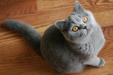 British Shorthair Cat Breed Personality Behavior Facts And