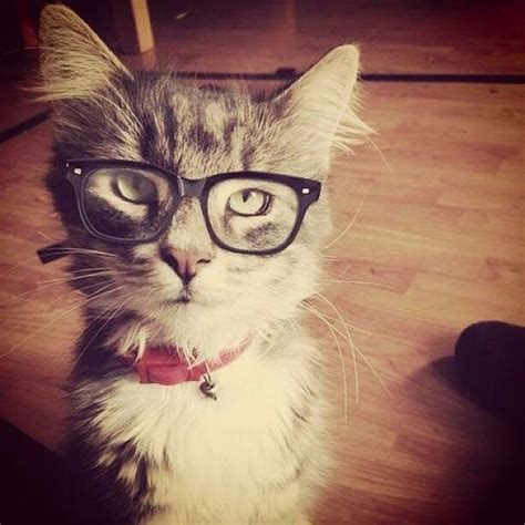 Hipster Cat Cats Hipster Cat Crazy Cats
