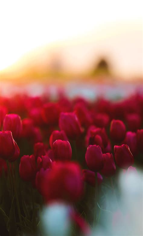 1280x2120 Tulips Flowers Field Iphone 6 Hd 4k Wallpapers Images
