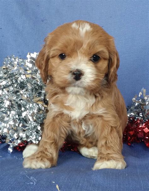 Comes vet checked, up to date on vaccinations and dewormer. Puppies for Sale in 2020 (With images) | Cockapoo puppies ...