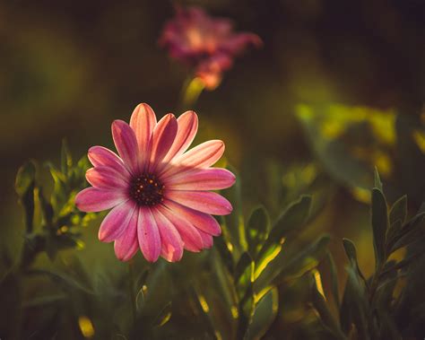 Flowers In The Rays Of The Setting Sun On Behance