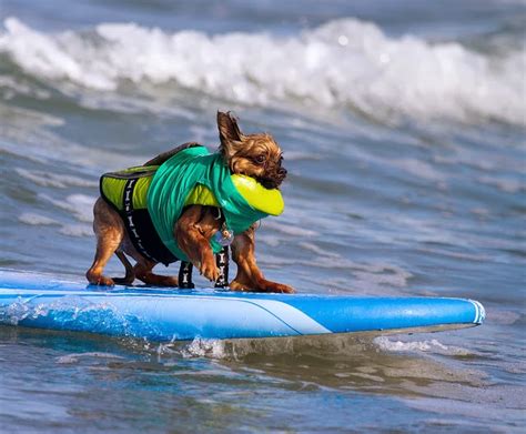 Surf City Surf Dogs Catch The Waves The Ark In Space