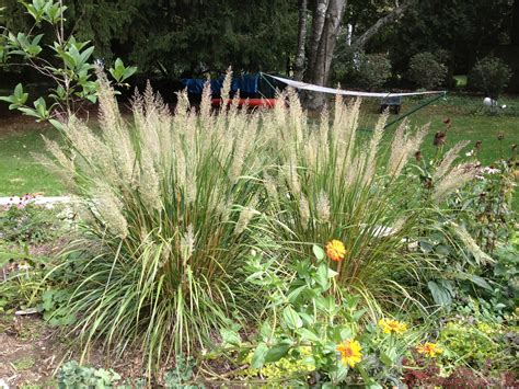 A Great Performer Korean Feather Reed Grass The Impatient Gardener