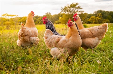 Mycoplasmosis In Backyard Chicken Flocks Texas Aandm Veterinary Medical